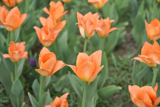 国家植物园郁金香花盛开