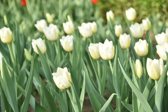 国家植物园郁金香花盛开