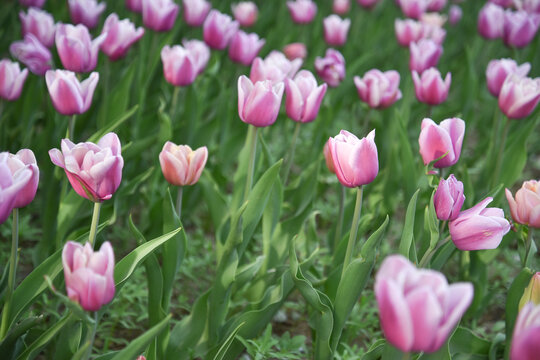 国家植物园郁金香花盛开