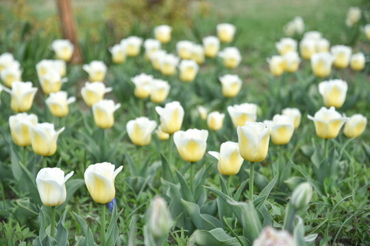 国家植物园郁金香花盛开