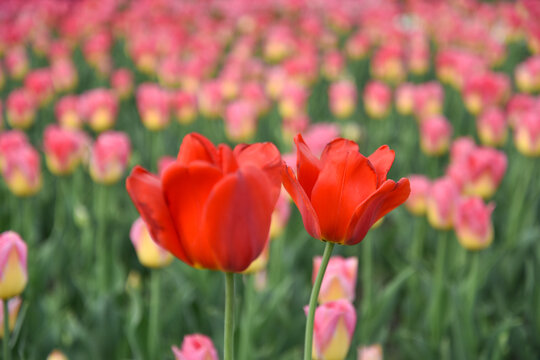 国家植物园郁金香花盛开