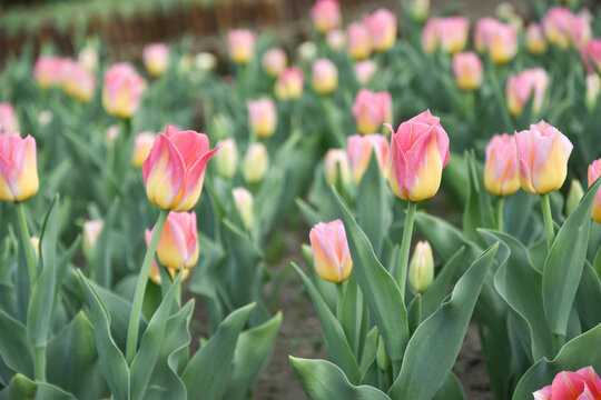 国家植物园郁金香花盛开