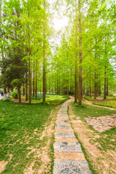 南京中山植物园风景