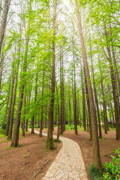 南京中山植物园风景