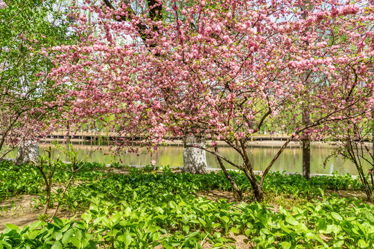 春天河边的樱花