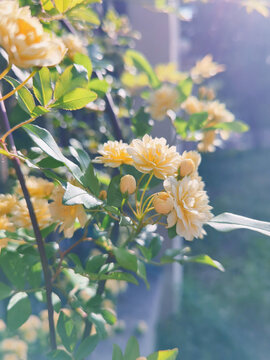 木香花