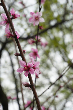 雨后桃花