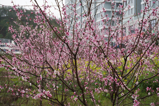 雨后桃花