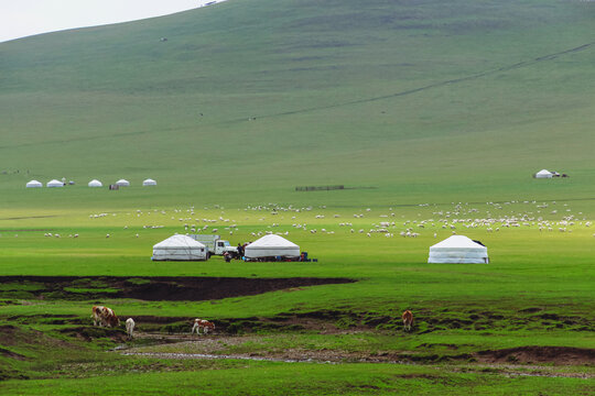 光影草原蒙古包羊群