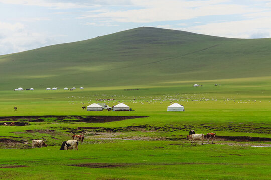 夏天草原蒙古包羊群牛群