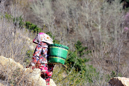 采草药