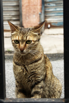 流浪猫