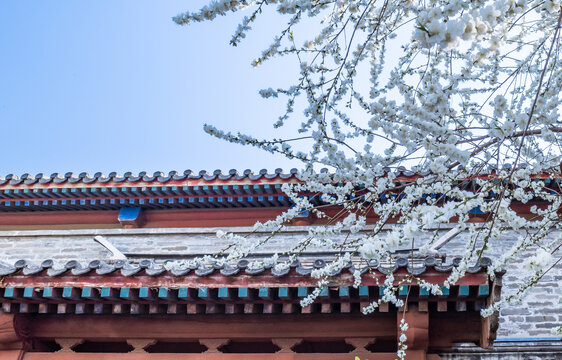 北京街景盛开的桃花