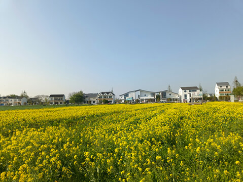 花海乡村