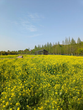 乡间油菜花