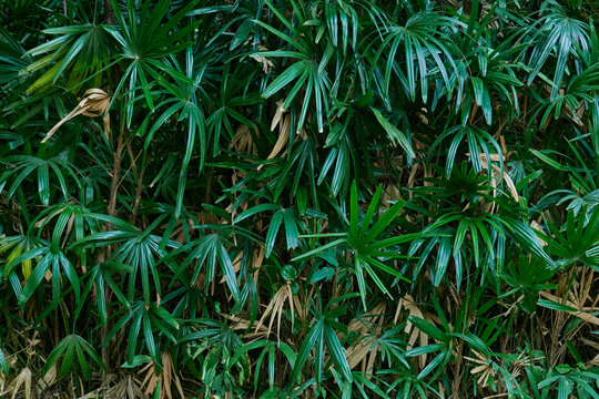 山林绿植背景