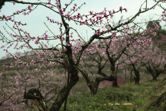 桃花桃花园