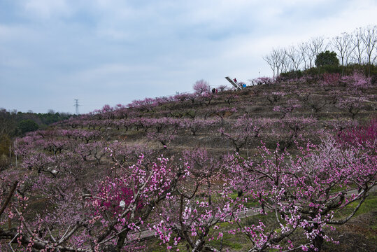 桃花桃花园