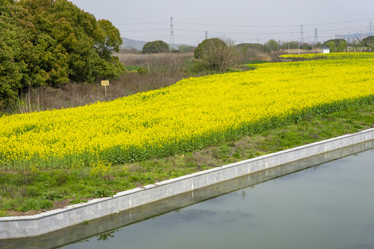 春天河边盛开的油菜花田
