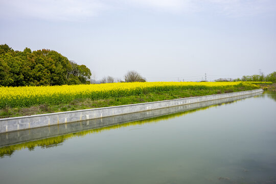春天河边盛开的油菜花田