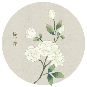 栀子花插画