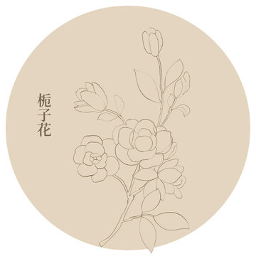 栀子花线稿