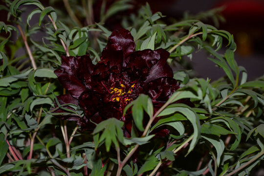 黑牡丹花