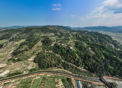 长龙茶山