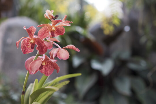 公园花卉红色兰花绿叶特写