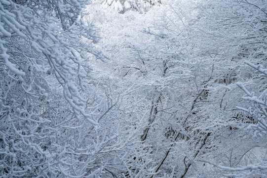 黄山雪景