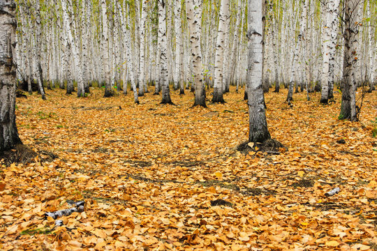秋天白桦林遍地落叶