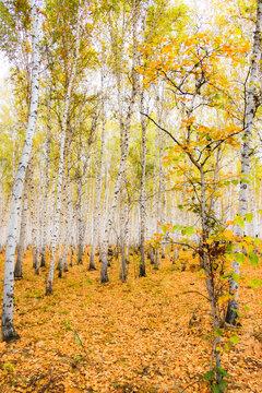 秋季高调白桦林