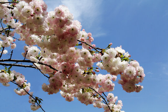 粉白色樱花