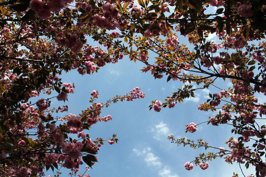 樱花树丛
