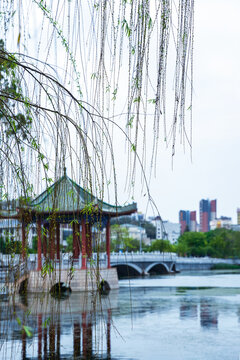 惠州西湖柳树风景