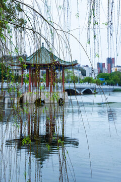 惠州西湖柳树风景