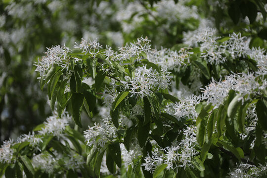 流苏树花