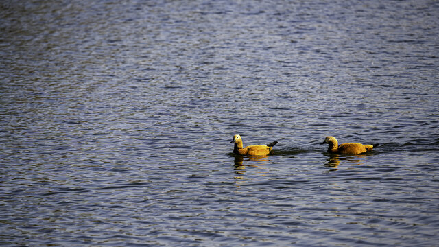 水中游泳的赤麻鸭