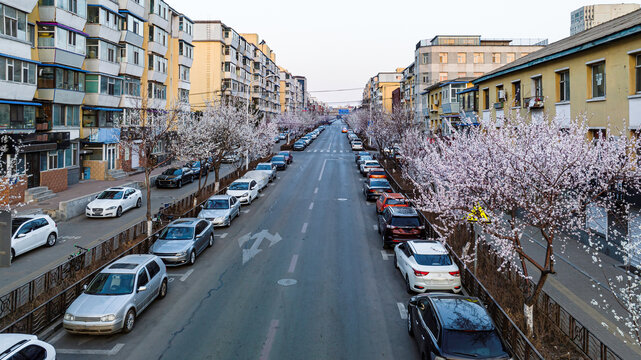 桃花盛开的中国长春城区景观