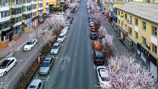 桃花盛开的中国长春城区景观