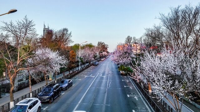 桃花盛开的中国长春城区景观
