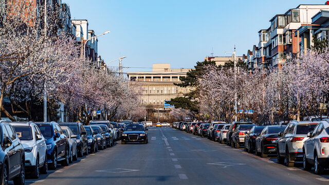 桃花盛开的中国长春城区景观