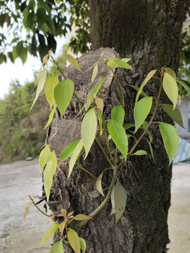 樟树嫩叶