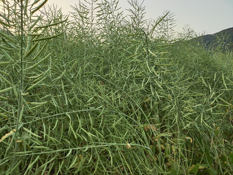 油菜种植