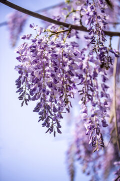 垂吊的紫藤花图片
