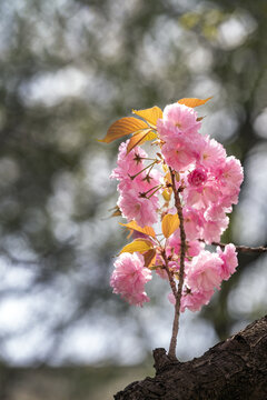 仰拍日本樱花图片