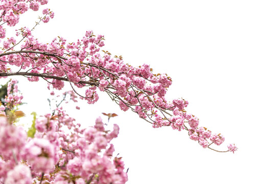 盛开伸展的樱花树冠图片