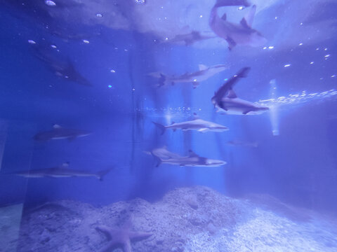 海洋世界大鲨鱼