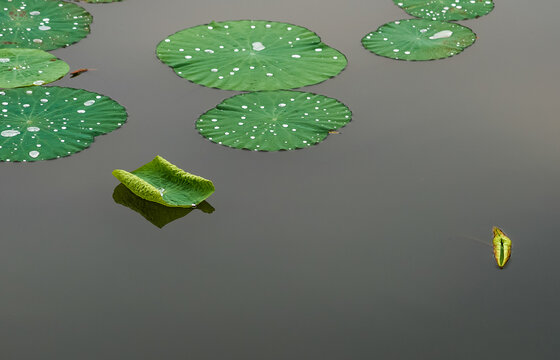 雨露荷叶