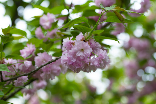 春天樱花
